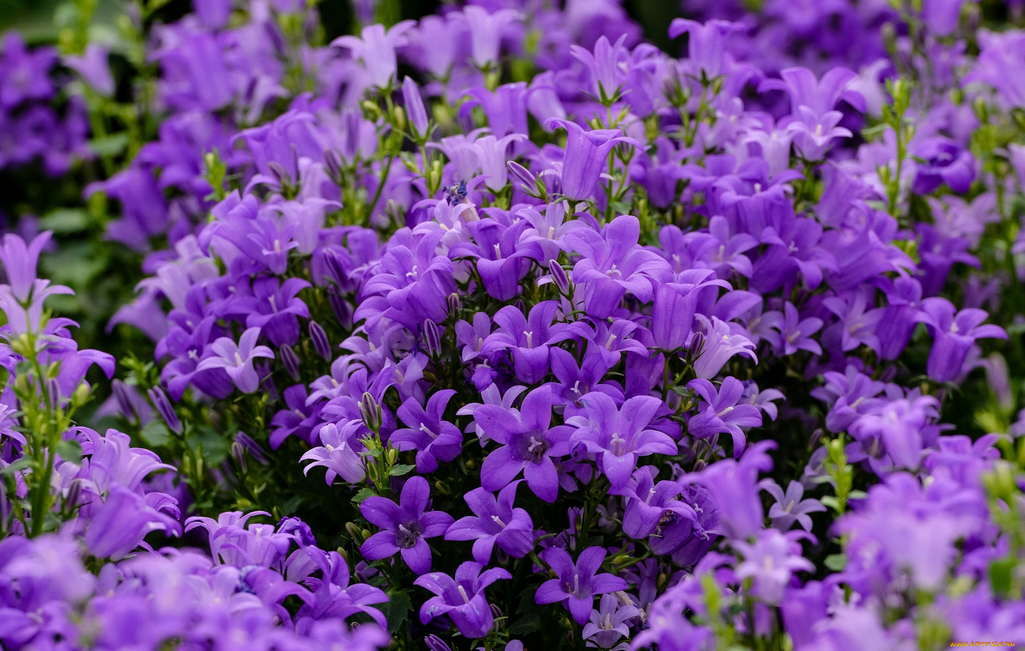 Колокольчик сиреневый. Колокольчик Кампанула. Колокольчик Кампанула Lilac. Кампанула колокольчик сиреневый. Колокольчик Кампанула фиолетовый.